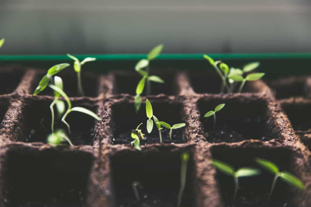 potted plants growing nurturing for lead management article