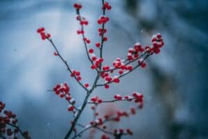 red berries on branch in snow for how to optimise your multi channel marketing for small business article