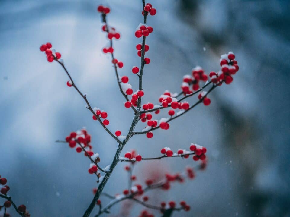 red berries on branch in snow for how to optimise your multi channel marketing for small business article