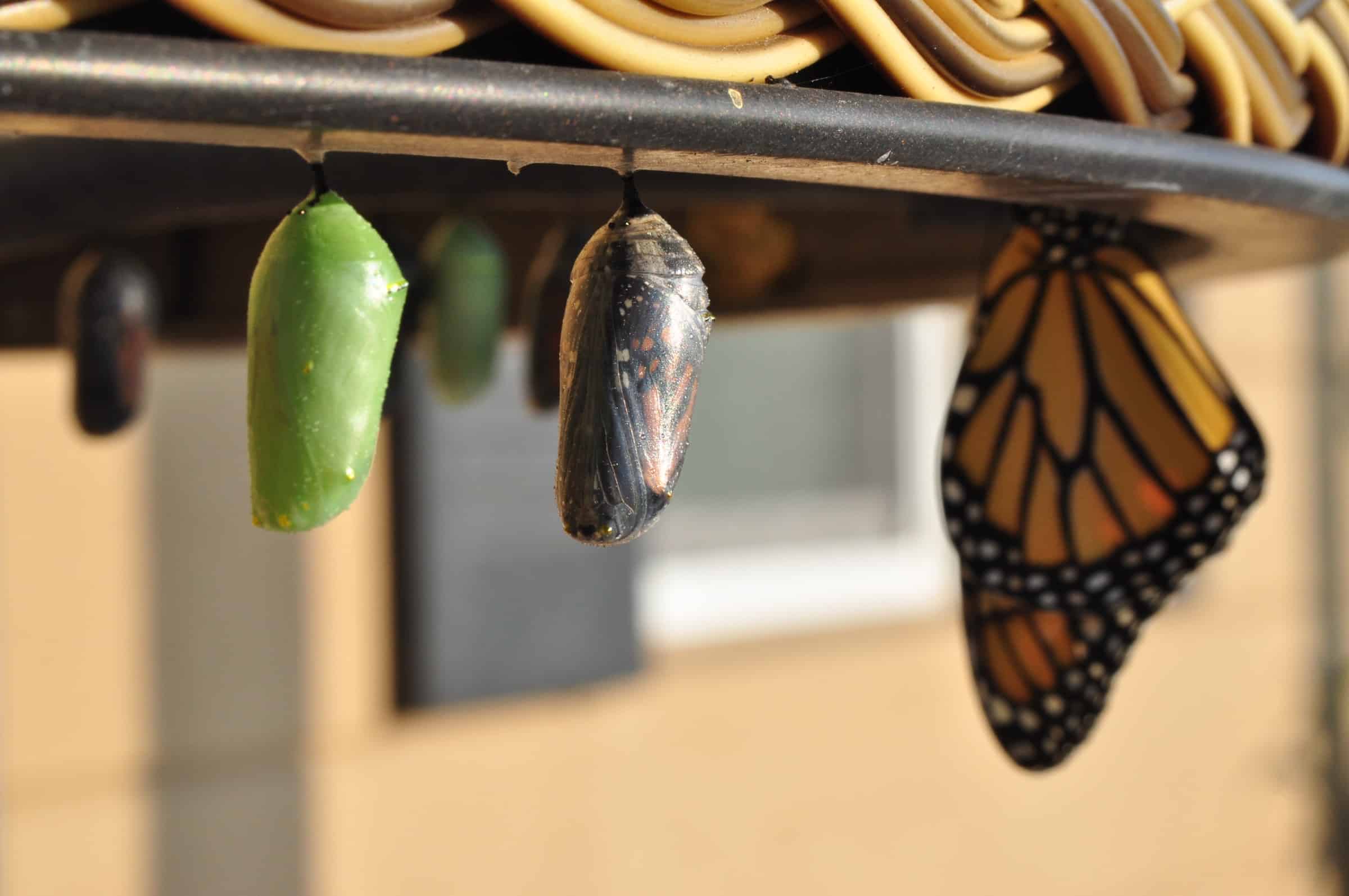 three pupae for simple crm article